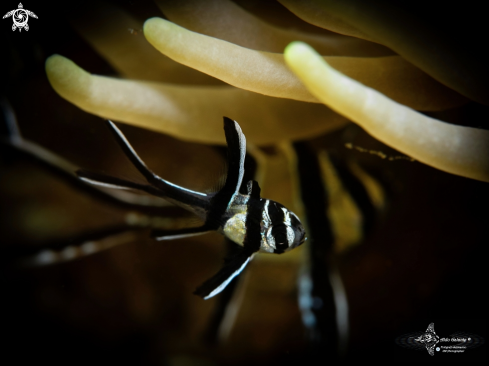 A Banggai Cardinalfish Juvenil