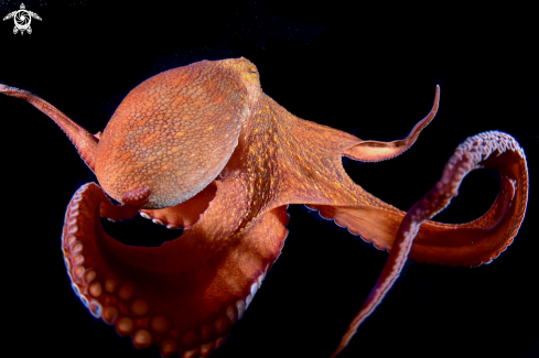 A Octopus vulgaris