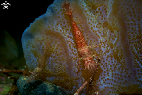 A Lebbeus polaris  | SHRIMP