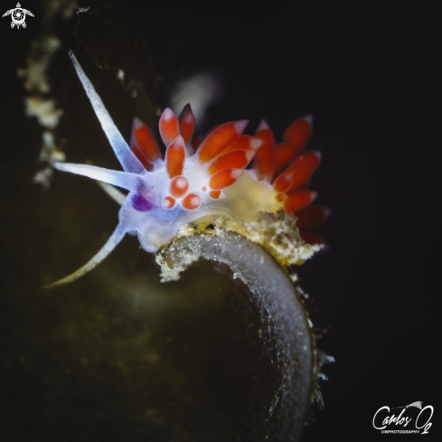 Nudibranch