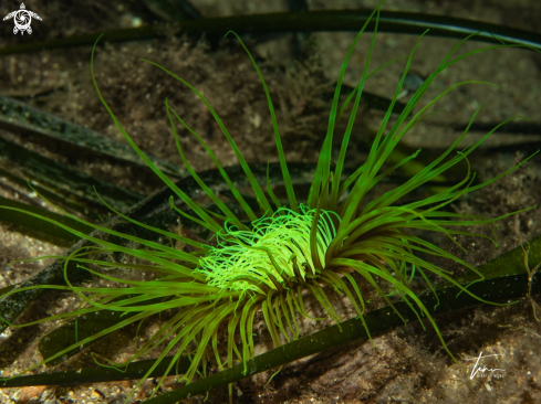 A Cylinder Anemone