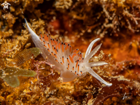 A Facelina quattrefagesi | Facelina quattrefagesi