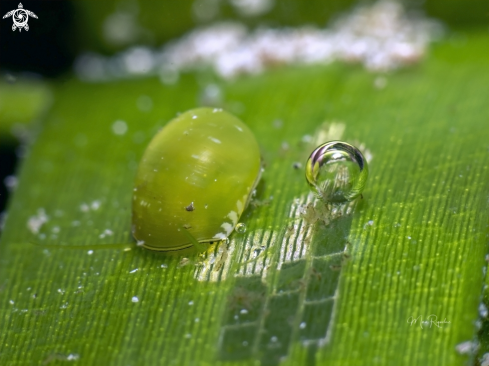 A Emerald Nerite