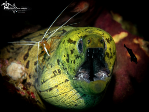 A Gymnothorax fimbriatus (Bennett, 1832) - Lysmata amboinensis (de Man, 1888 [in de Man, 1887-1888]) | Fimbriated Moray Eel