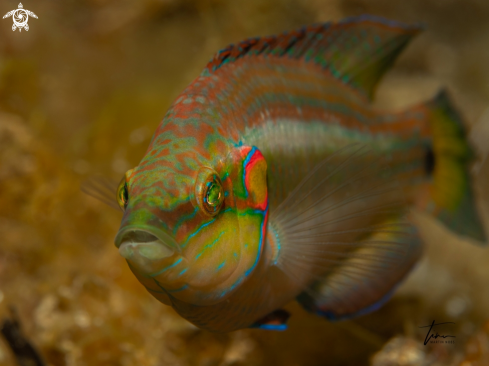 A Symphodus ocellatus | Ocellated Wrasse