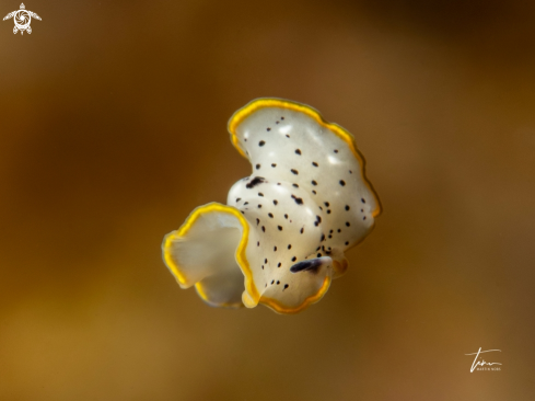 A Prostheceraeus moseleyi | Moseleys marine flatworm