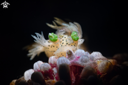 Tritonia Nudibranch