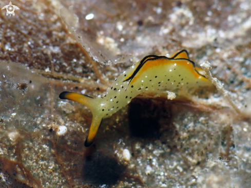 A Elysia ornata | Juvenile Ornate Elysia