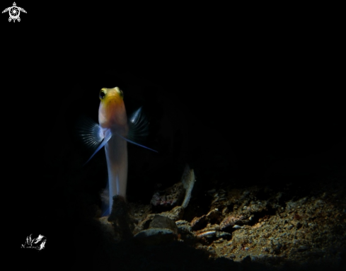 A Yellowhead Jawfish 