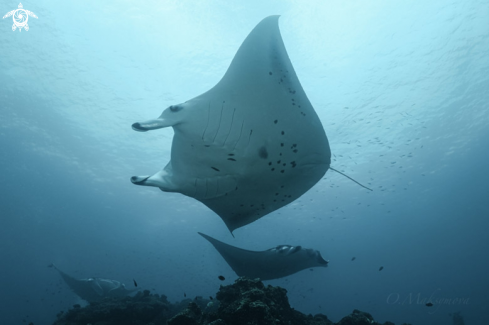 A Manta Ray Cleaning Station