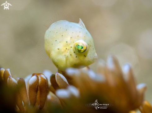 A Taylor's Pygmy Leatherjacket