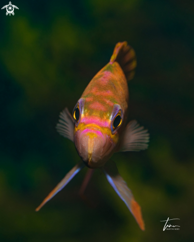 A Anthias anthias | Fairy Basslet