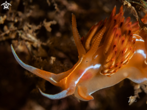 A Dondice banyulensis | Dondice banyulensis