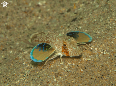 A Lepidotrigla cavillone | Big scaled Gurnard