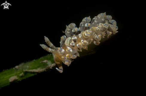 A Baeolidia moebii | Baeolidia moebii