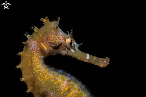 A Thorny Seahorse