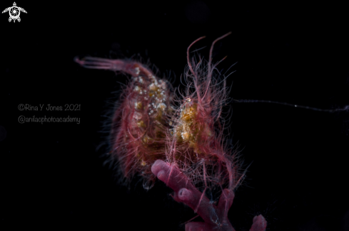 A Phycocaris simulans  | Hairy shrimp