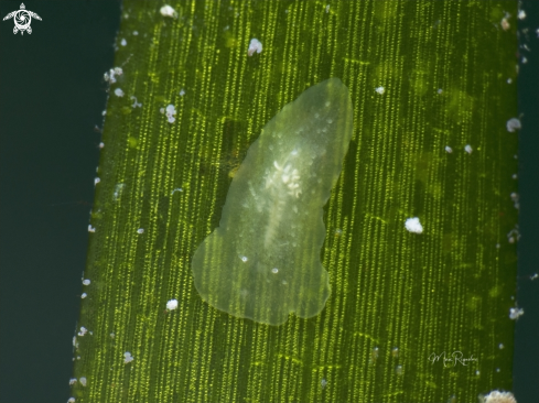 A Flatworm