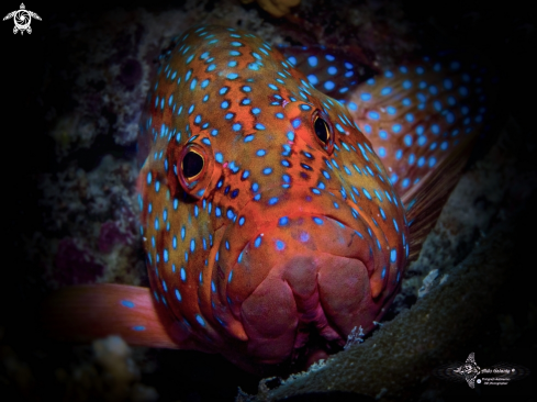 A Cephalopholis miniata (Forsskål, 1775) | Coral Grouper