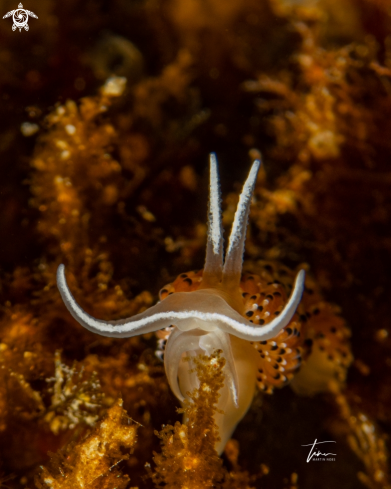 A Caloria elegans | Caloria elegans