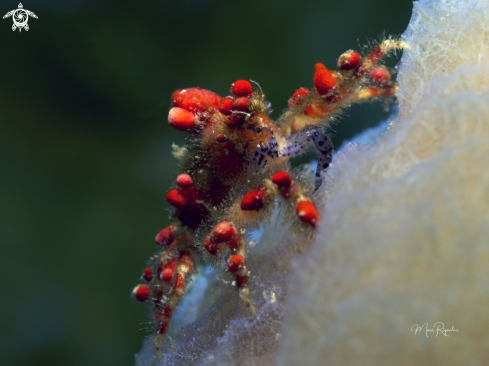 A Pelia mutica | Cryptic Teardrop Crab