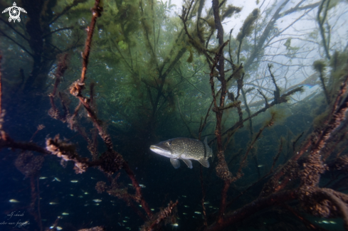 A Lakefish