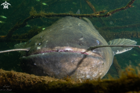 A Lakefish