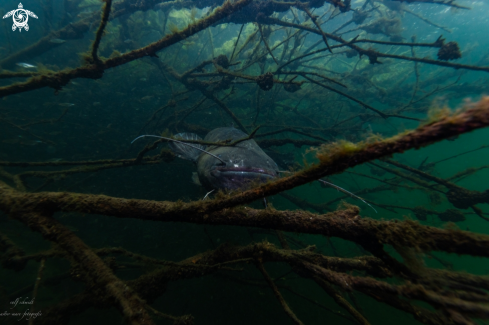 A Lakefish