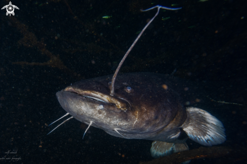 A Lakefish