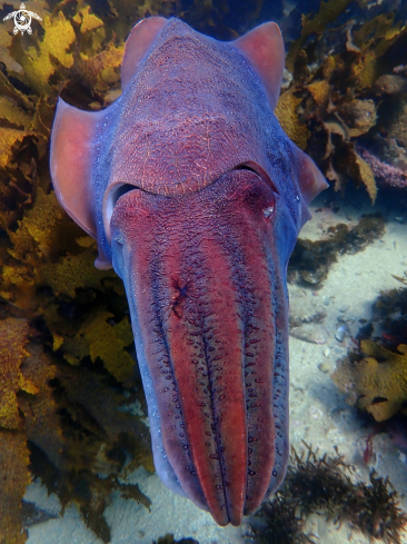 A Sepia apama | Australian giant cuttlefish