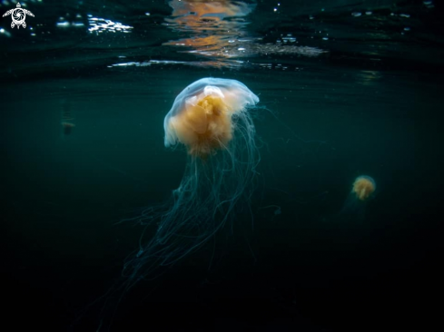 Lions mane jelly