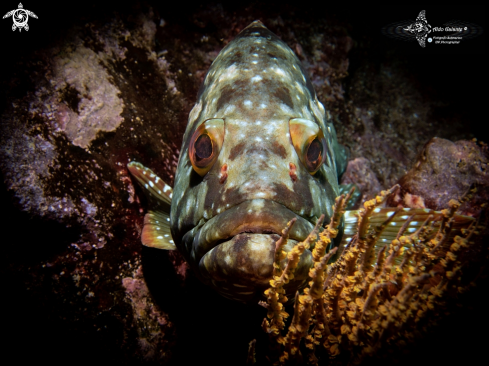 A Epinephelus labriformis (Jenyns, 1840)  | Starry Grouper