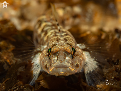 A Zosterisesseor ophiocephalus | Sandgoby