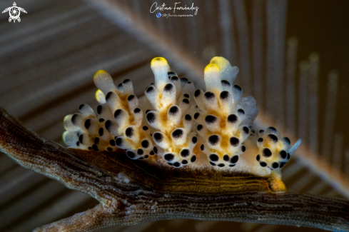 A Doto sp. | Nudibranch