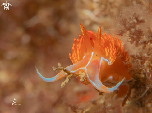 A Dondice banyulensis