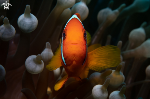 Anemonefish