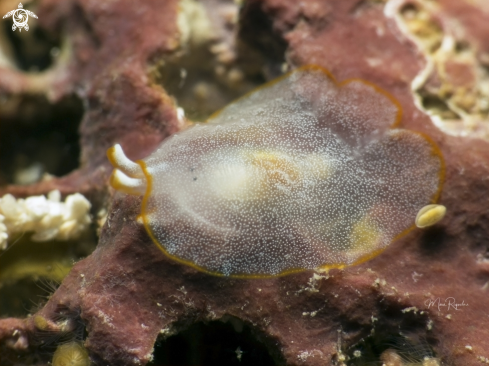 A Pleurobranchus areolatus | Juvenile Sidegill Slug