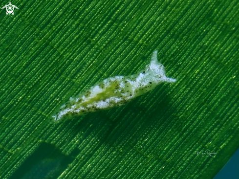 A Seagrass Elysia