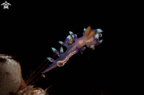 A Flabellina  exoptata | Flabellina  exoptata