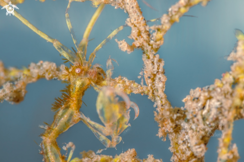 A Caprella sp. | Skeleton shrimp