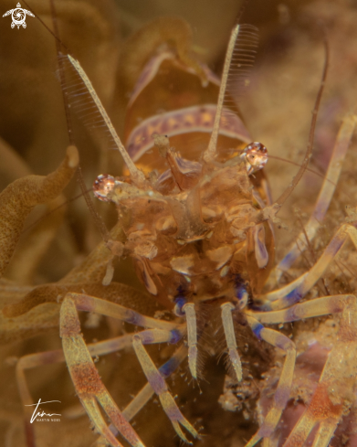 A Periclimenes amethysteus | Amethyst Partnershrimp