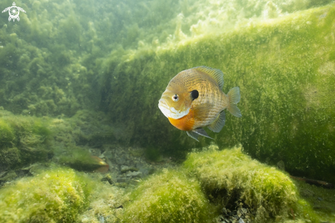 A Bluegill