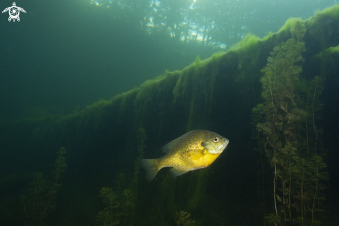 A Bluegill