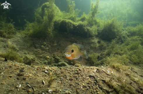 A Bluegill