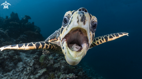 Hawksbill Turtle