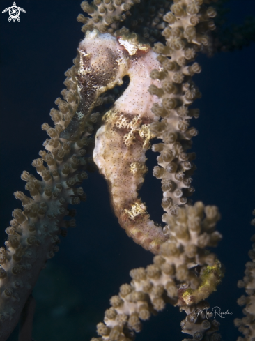 A Longsnout Seahorse