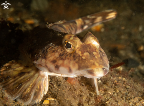 A Common dragonet