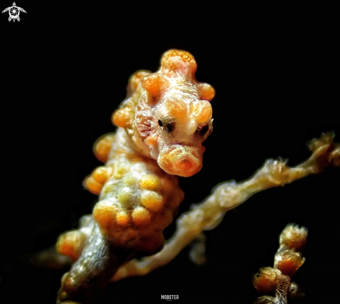A Hippocampus bargibanti | Pygmy seahorse