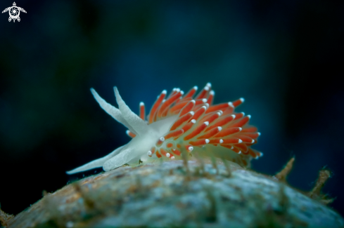 A NUDIBRANCH