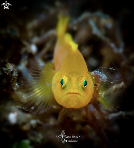 Yellow Pygmy Goby